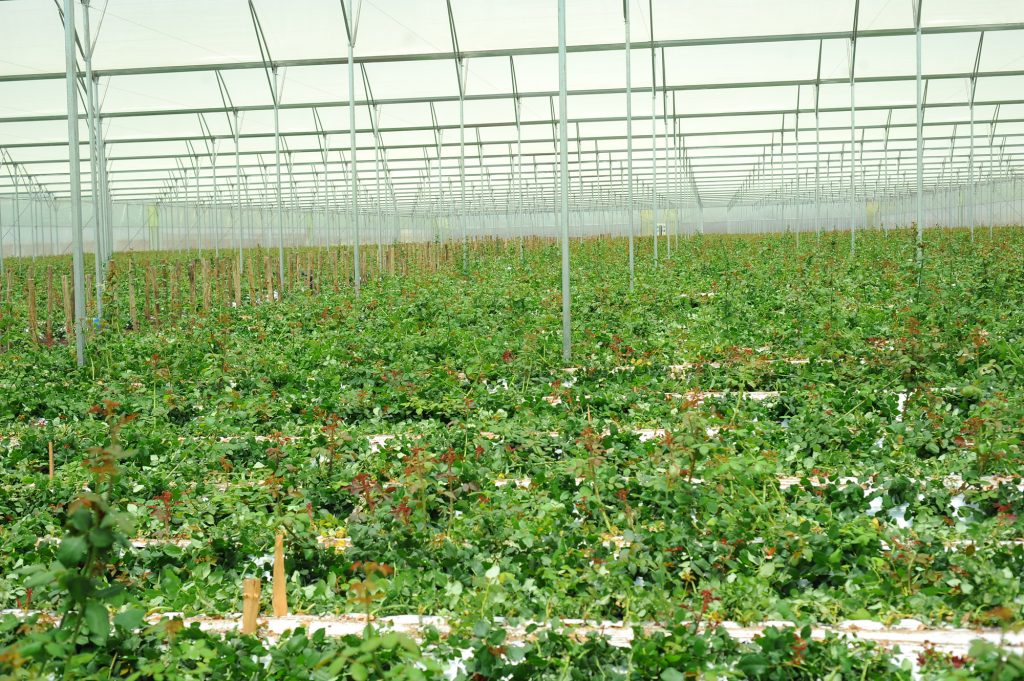 PJ Dave Flora Roses (2)